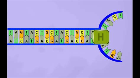 dna replication animation simple